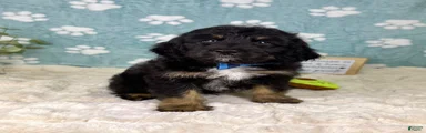 Benson