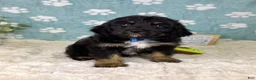 Mini Bernedoodle dogs for sale: Benson - Ad 1