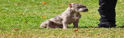 American Bully dogs for sale: Bluezilla 4K OBO - Ad 3