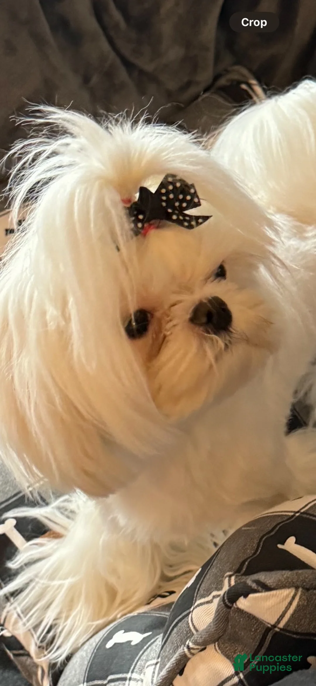 Maltese dogs for sale: Armani - Ad 2