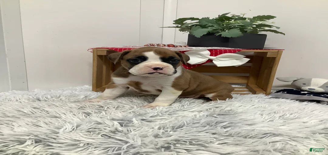 Gallery Image {{count}}