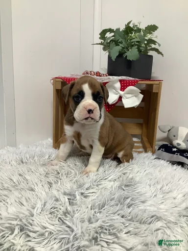 Gallery Image {{count}}