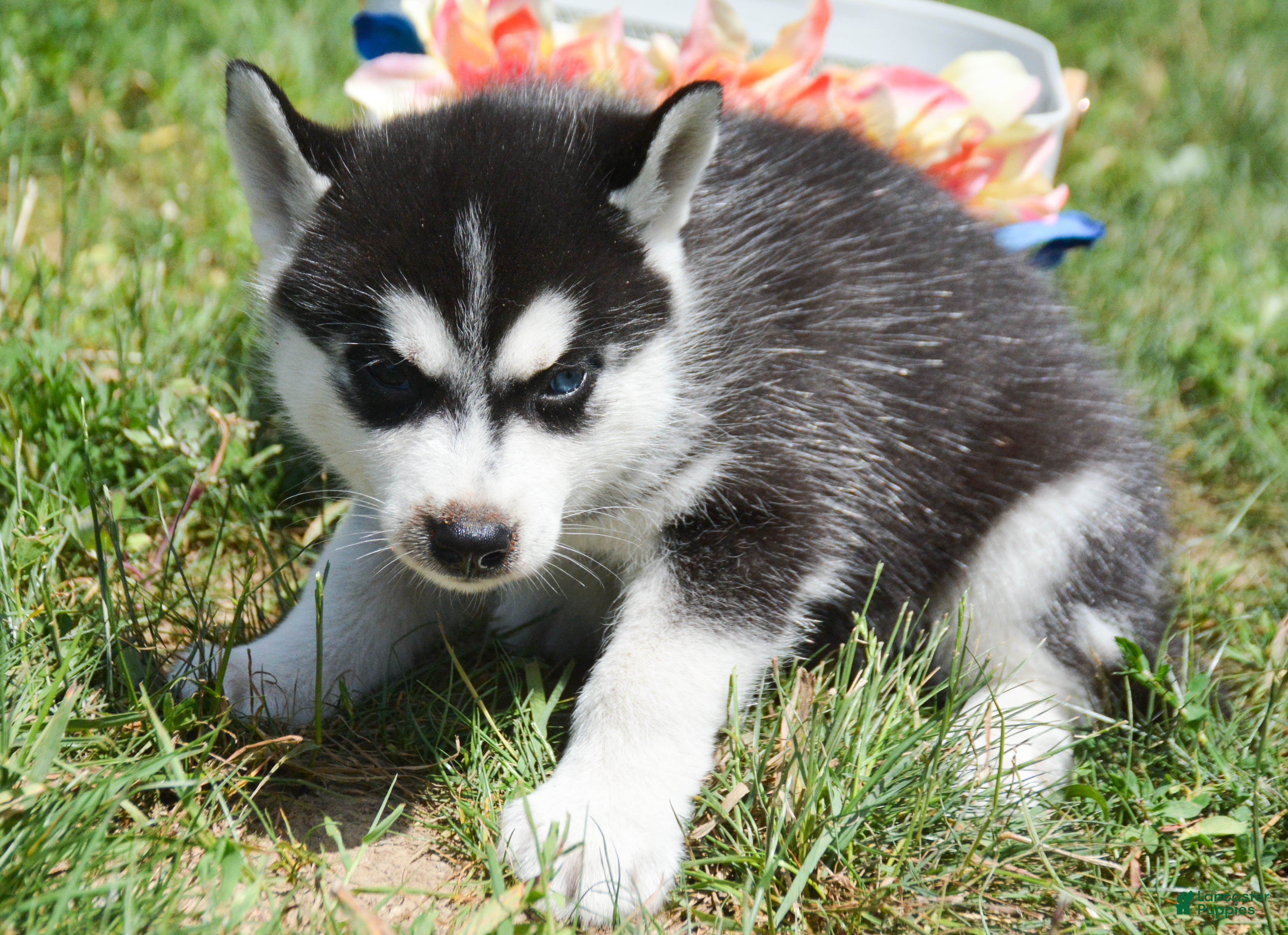 Siberian Husky dogs Hank Siberian Husky M - Ad 30