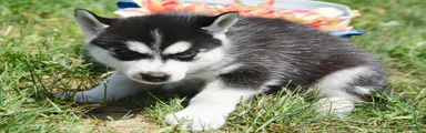 Hank Siberian Husky M