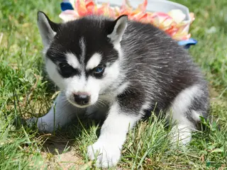 Siberian Husky dogs Hank Siberian Husky M - Ad 30