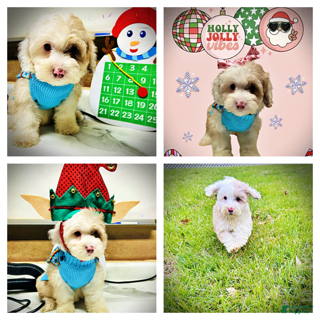 Havapoo dogs for sale: Wiggles - Ad 2