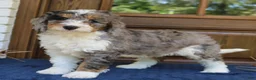 Mini Bernedoodle dogs for sale: Piper  - Ad 1