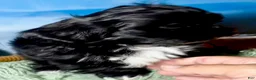 Shih Tzu dogs for sale: Nestle (dark coco) - Ad 6
