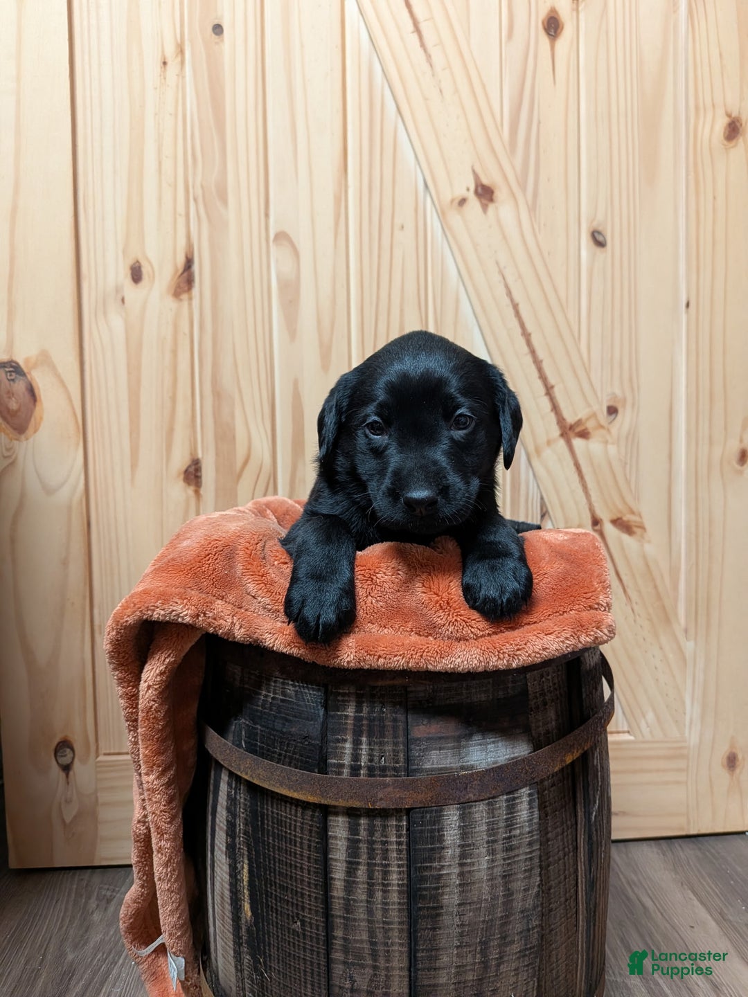 Labrador Retriever dogs for sale: Labrador Retriever Puppy 1 - Ad 1