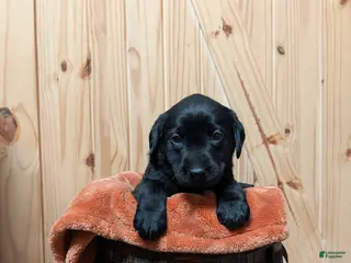 Labrador Retriever dogs Labrador Retriever Puppy 1 - Ad 16