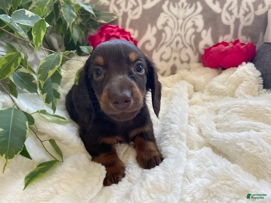 Miniature Dachshund dogs for sale: Conner - Ad 5