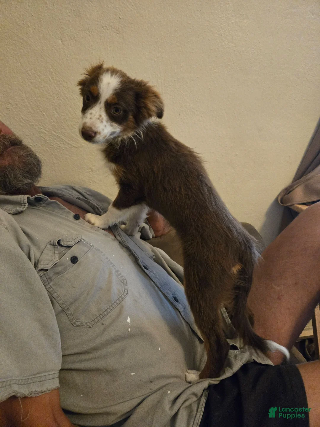Miniature Australian Shepherd dogs for sale: Miniature Australian Shepherd 2 - Ad 2