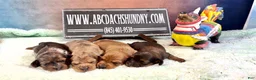 Miniature Dachshund dogs for sale: Smooth red male - Ad 3