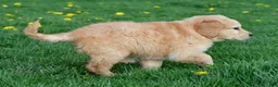 Golden Retriever dogs for sale: Max - Ad 16