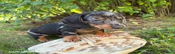 Dachshund dogs for sale: Theo - Ad 3