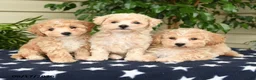 Bichpoo dogs for sale: Jordan - Ad 5