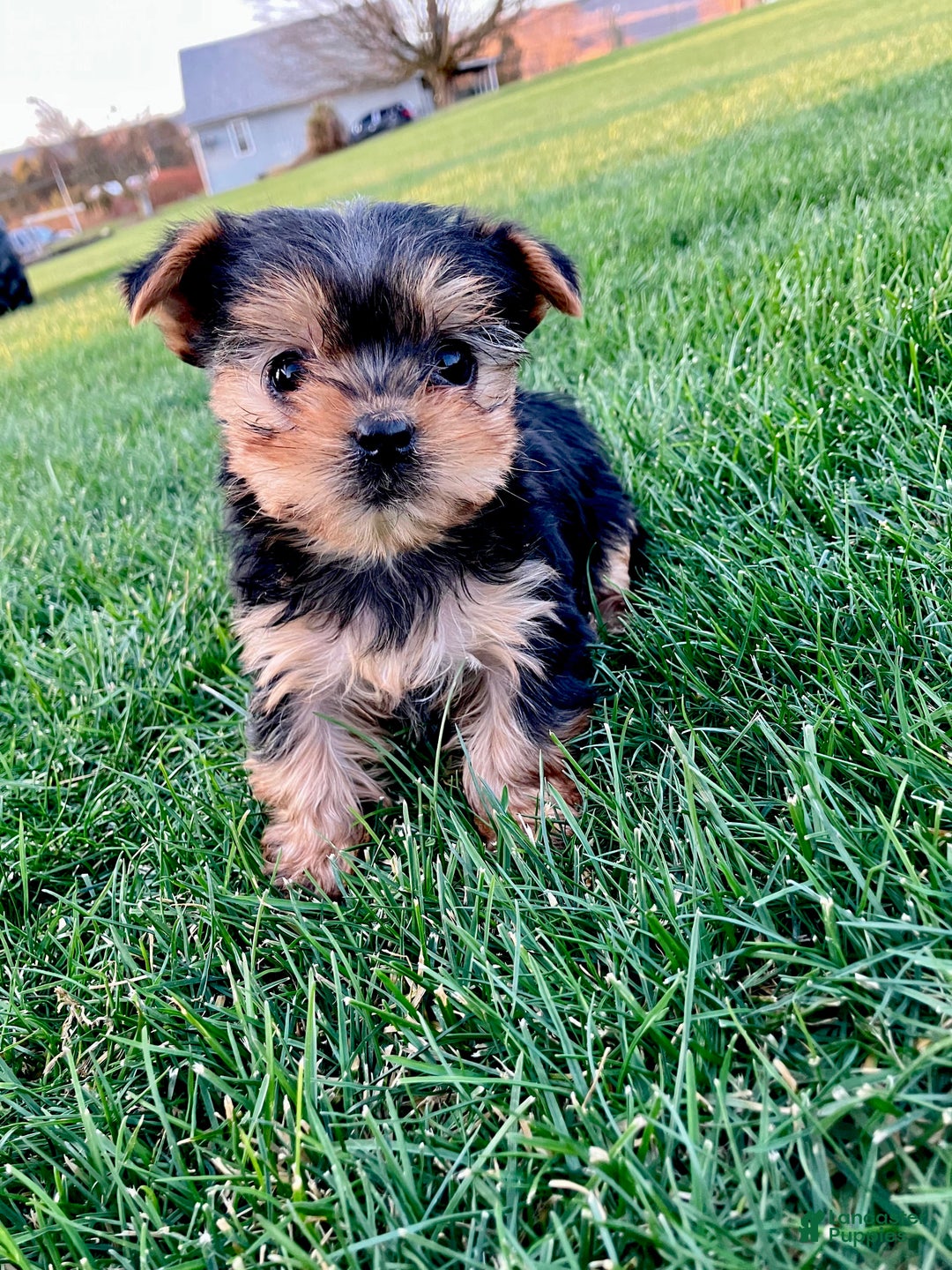 Yorkshire Terrier dogs for sale: Belle - Ad 9