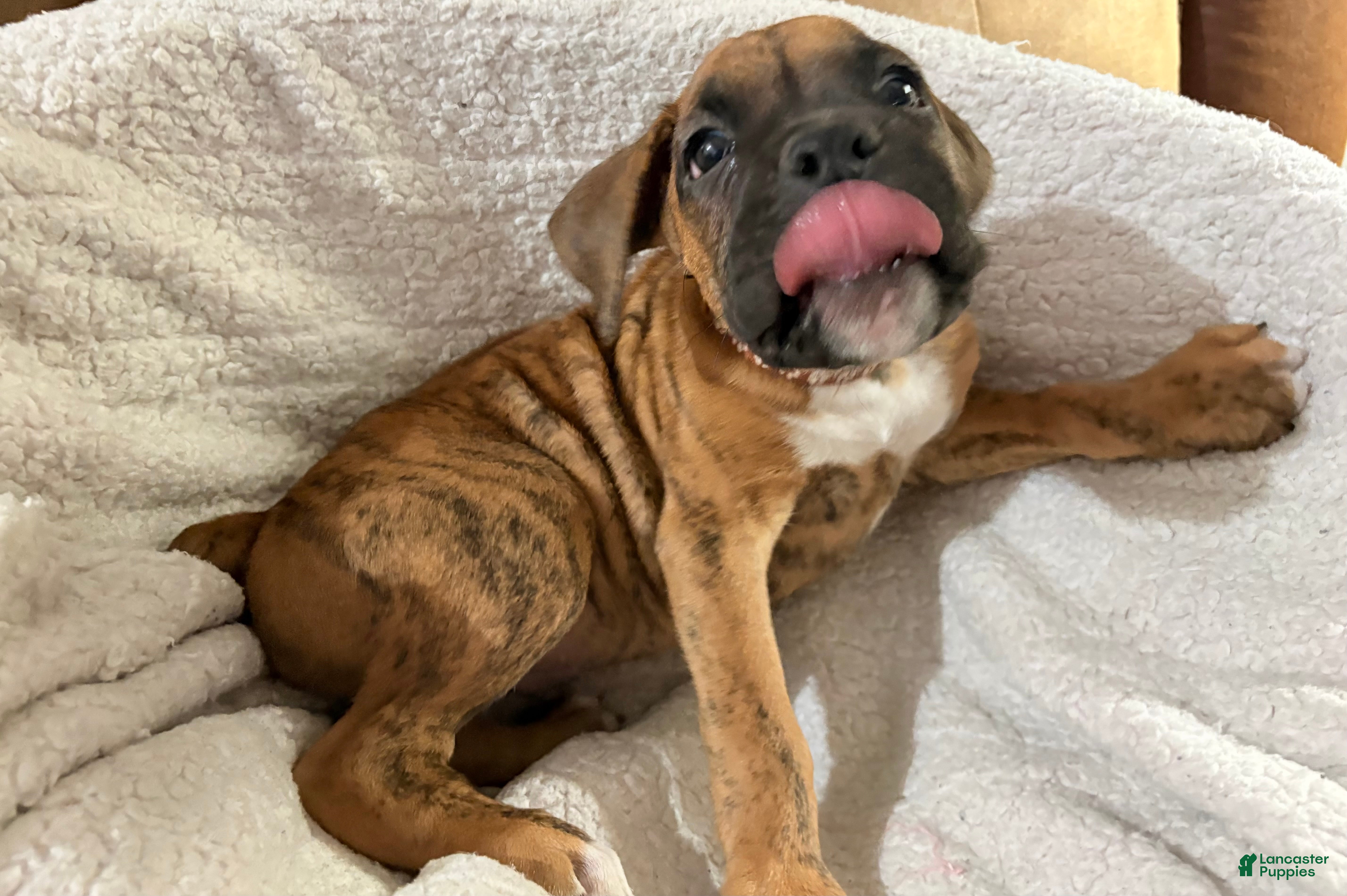 Boxer dogs Half-Breed - Ad 2