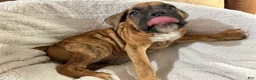 Boxer dogs for sale: Half-Breed - Ad 2