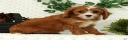 Cavapoo dogs for sale: Lexi - Ad 6