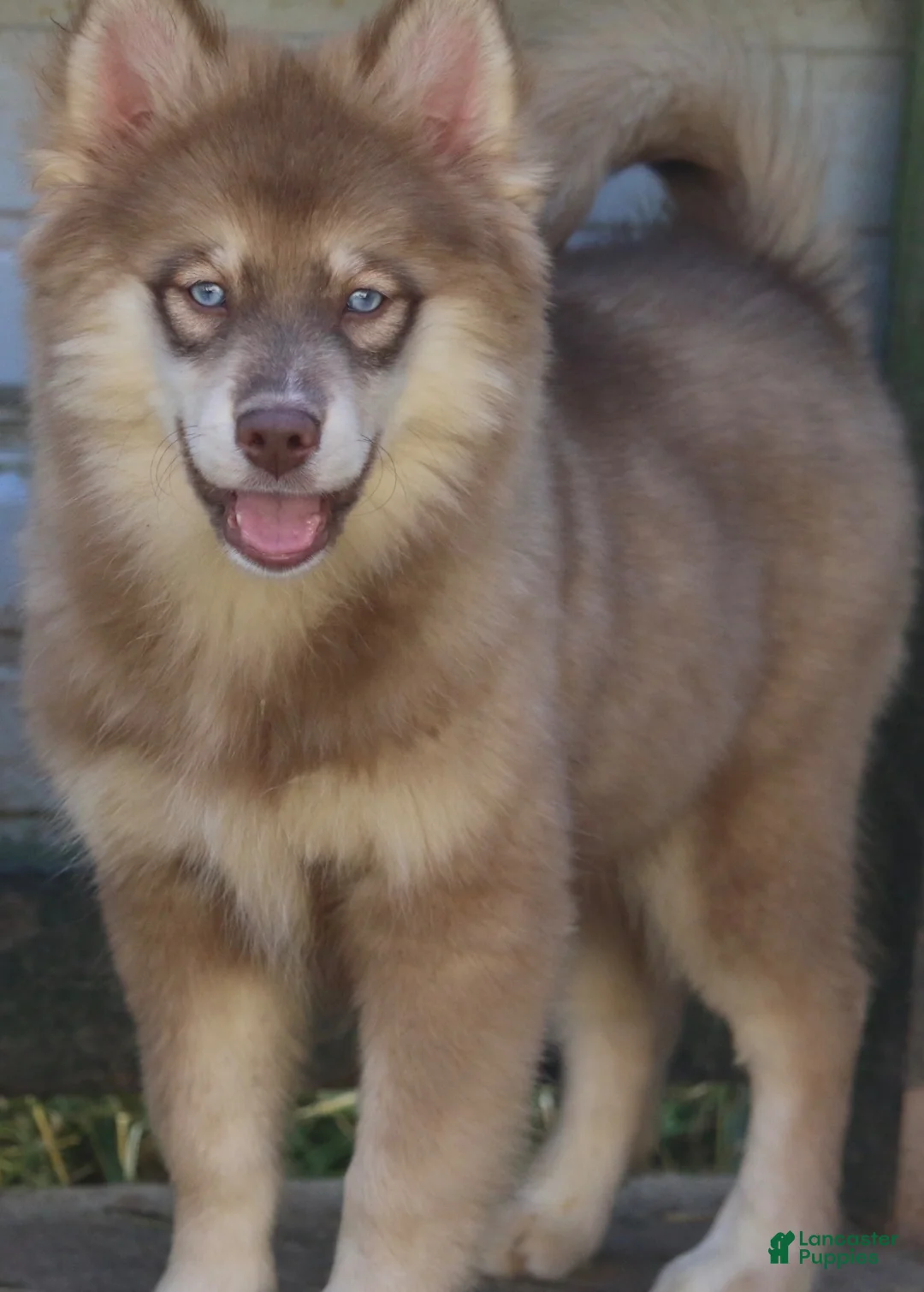 Pomsky dogs for sale: Autumn - Ad 5