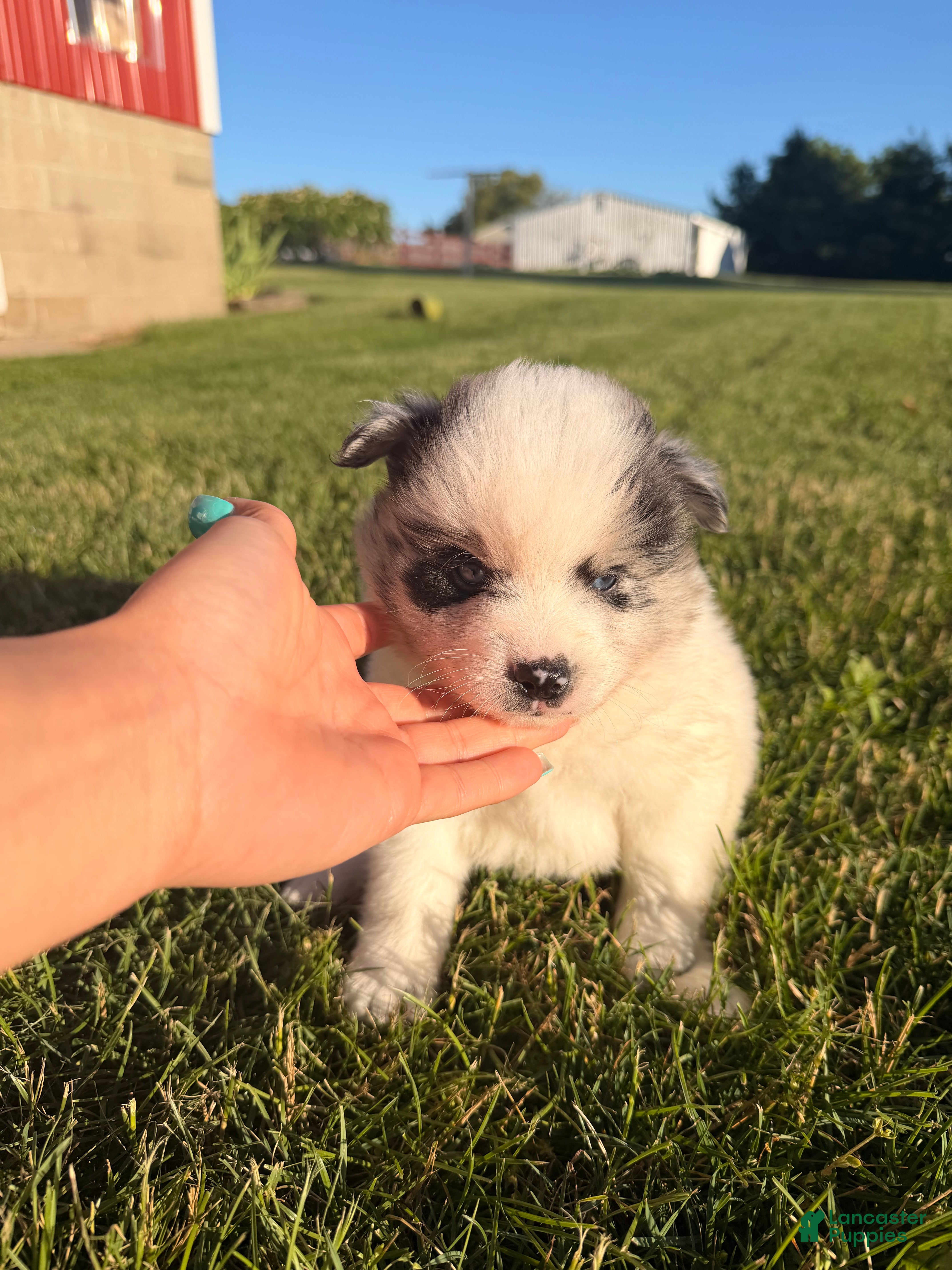 Pomsky dogs Koda - Ad 4