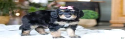 Bernedoodle dogs for sale: Shamrock - Ad 4