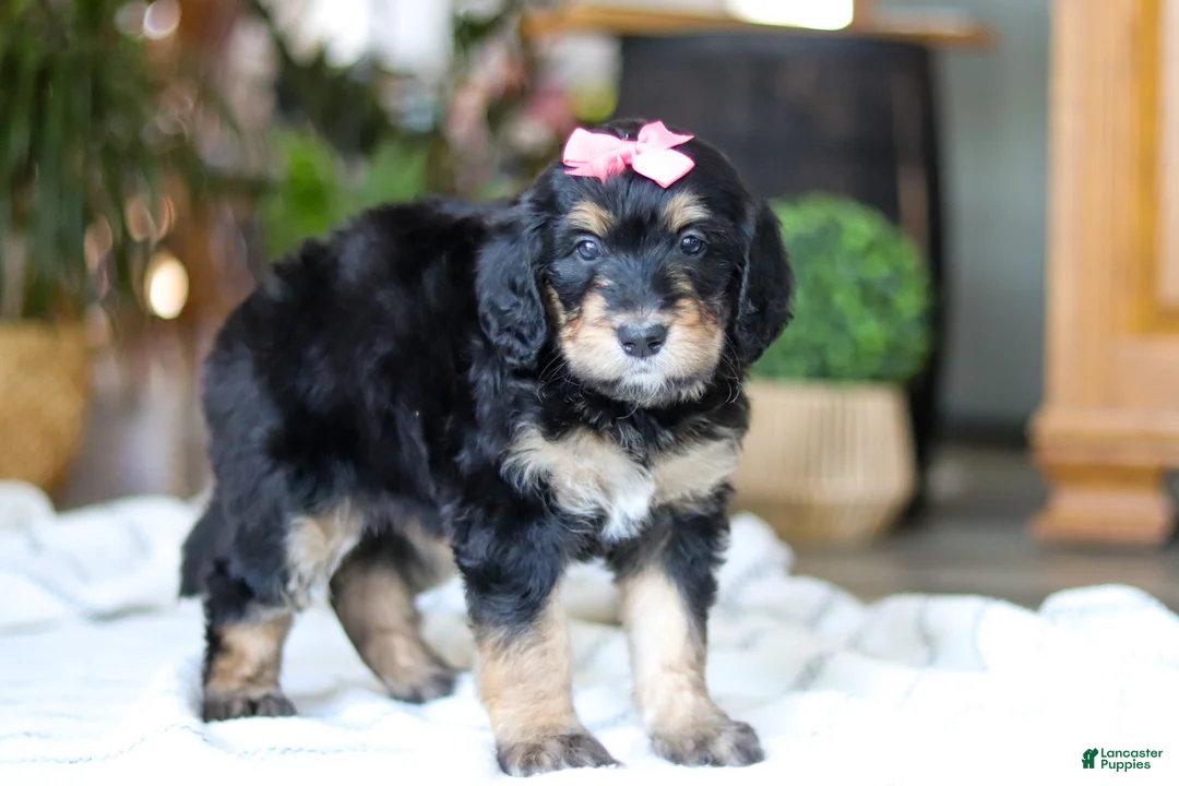 Bernedoodle dogs for sale: Shamrock - Ad 4