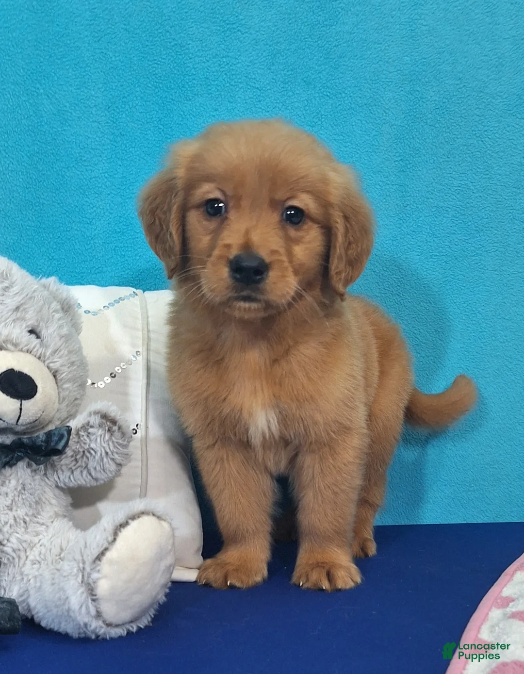 Golden Retriever dogs for sale: Hadley - Ad 1