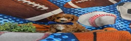 Cavapoo dogs for sale: Murdoch - Ad 5