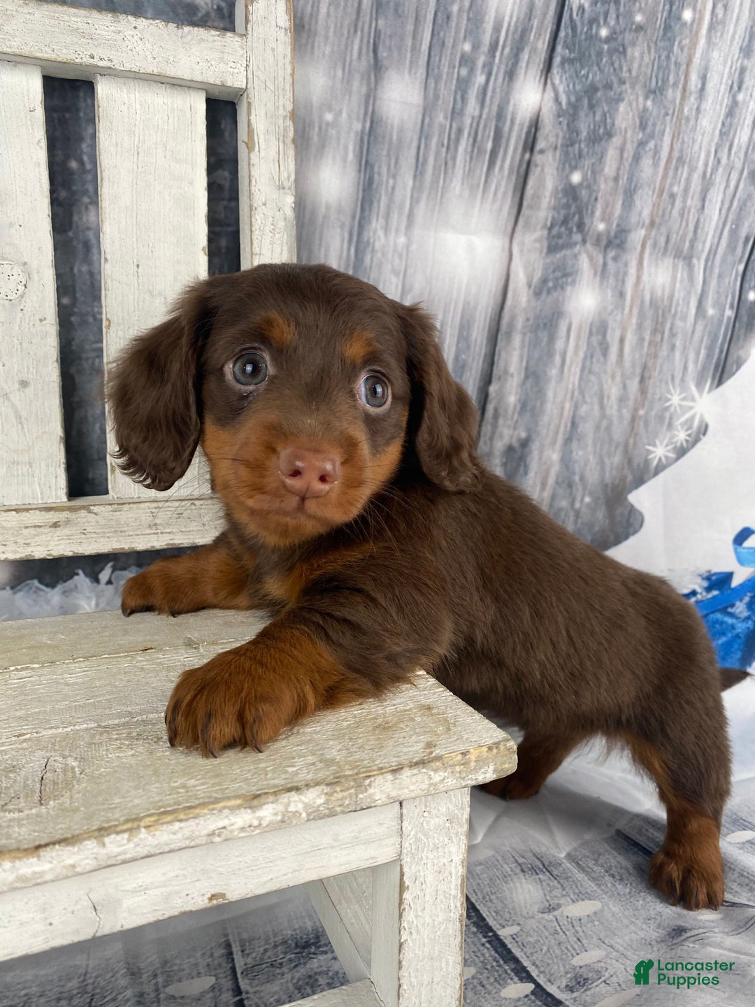 Miniature Dachshund dogs for sale: Phoebe - Ad 8