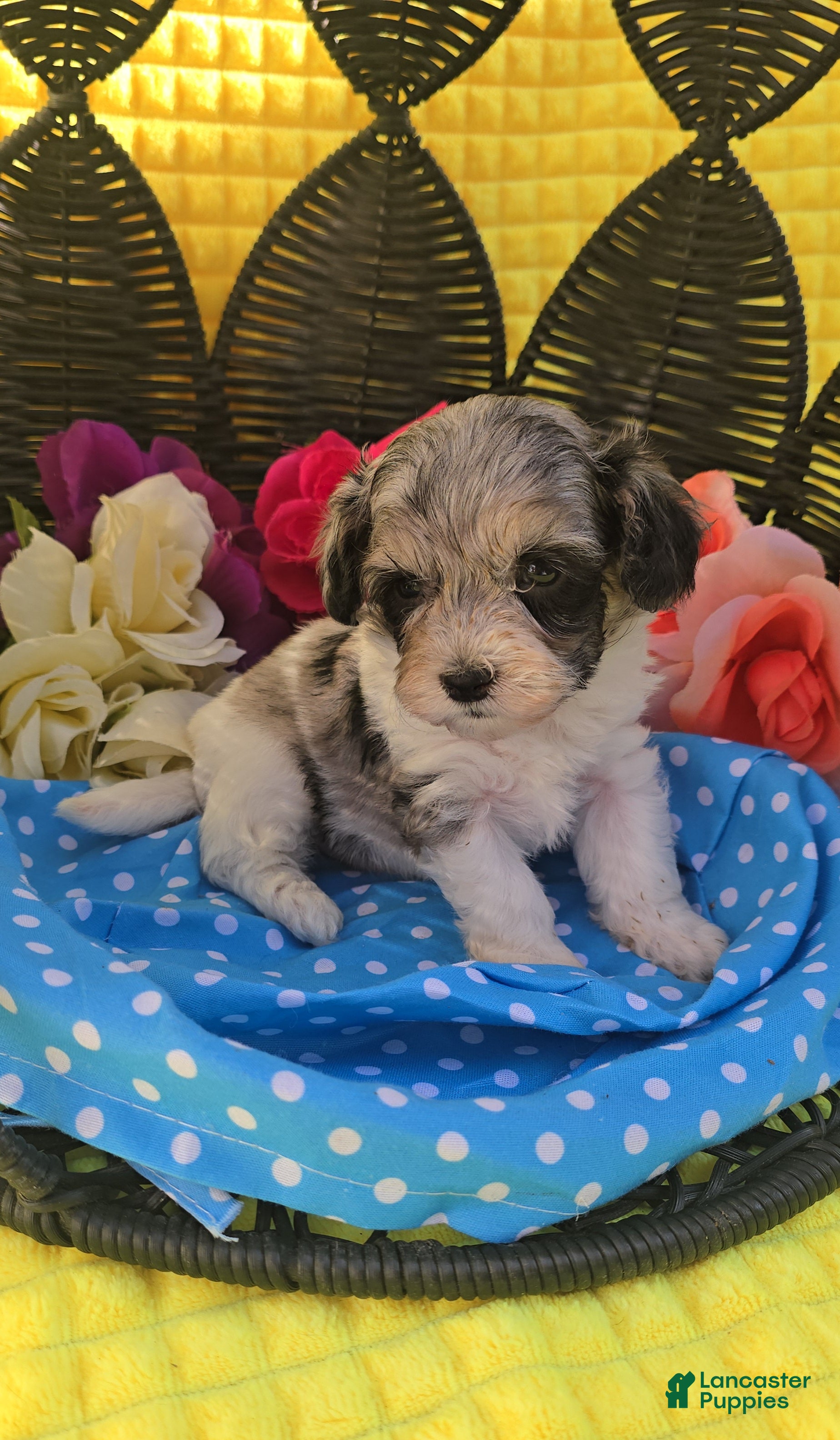 Maltipoo dogs Slate - Ad 10