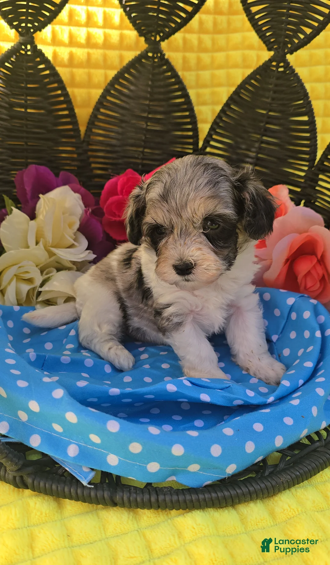 Maltipoo dogs for sale: Slate - Ad 1