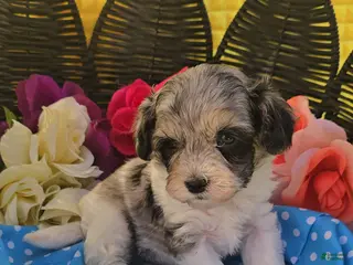 Maltipoo dogs Slate - Ad 4