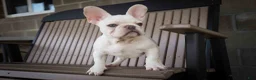 French Bulldog dogs for sale: Snoopy 🐶 - Ad 8