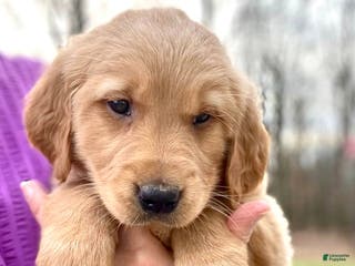 Golden Retriever dogs Copper - Ad 41