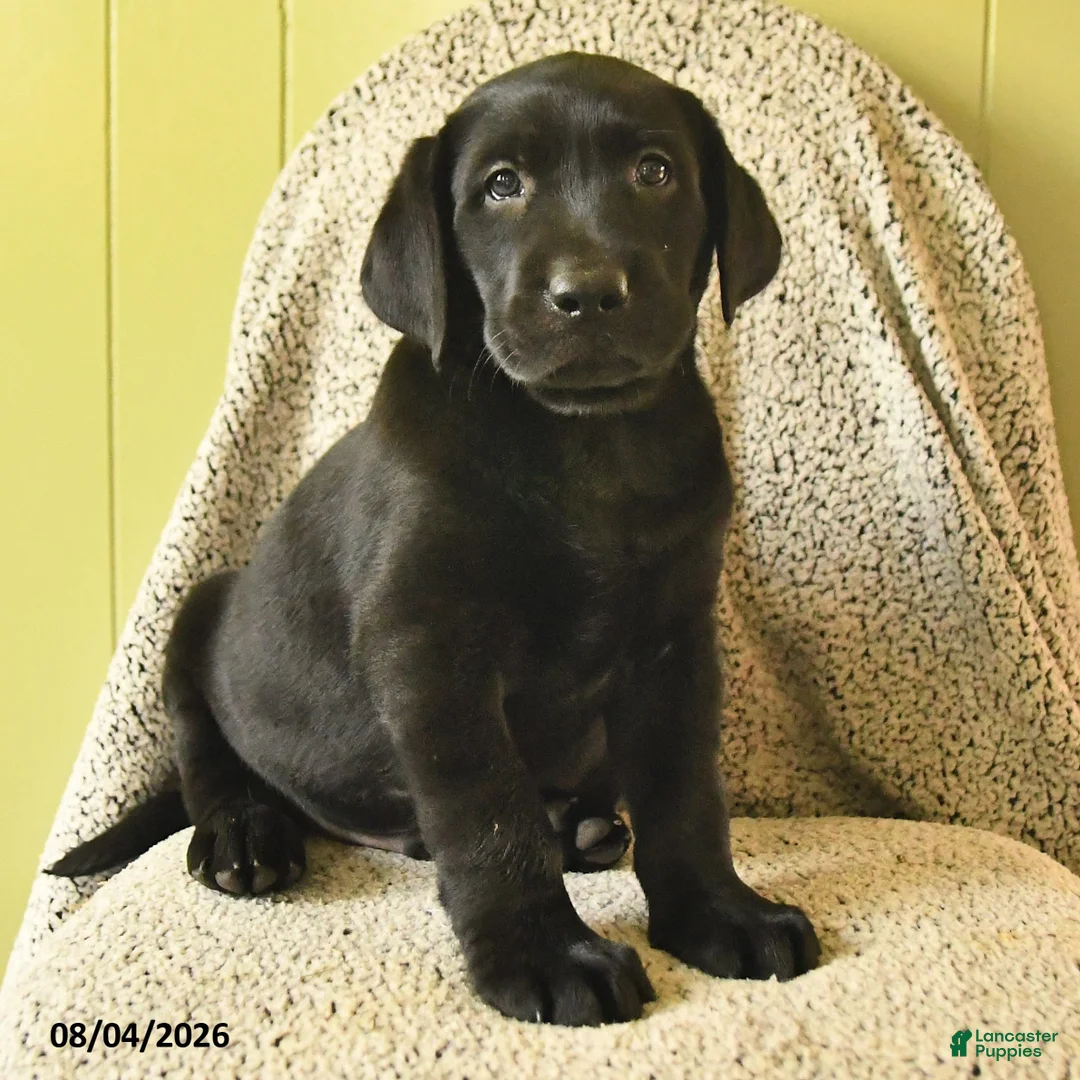 Labrador Retriever dogs for sale: Murry - Ad 3