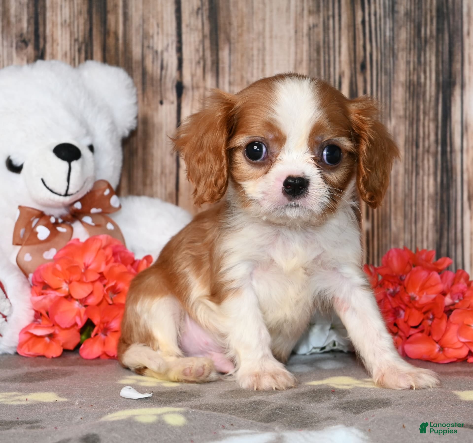 Cavalier King Charles Spaniel dogs Pluto - Ad 12