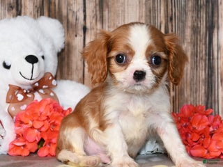 Cavalier King Charles Spaniel dogs Pluto - Ad 10