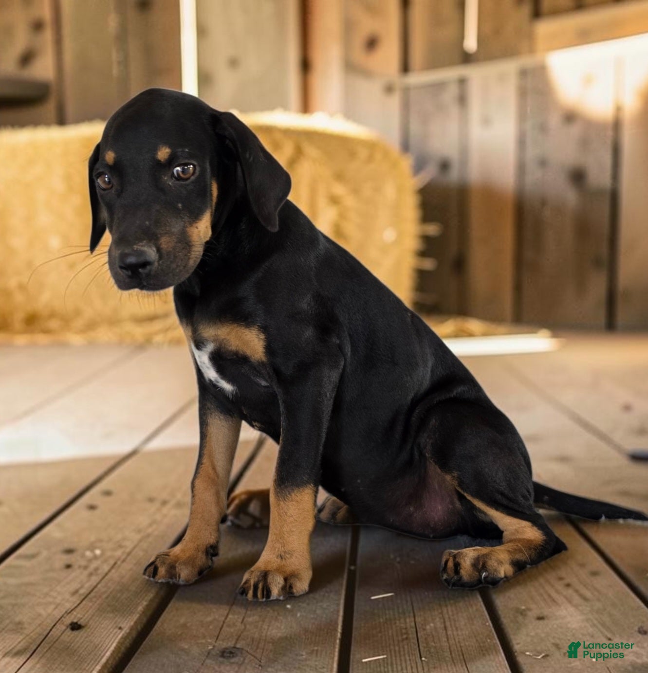 Catahoula Leopard Dog dogs Gypsie 2026 Female 4 - Ad 14