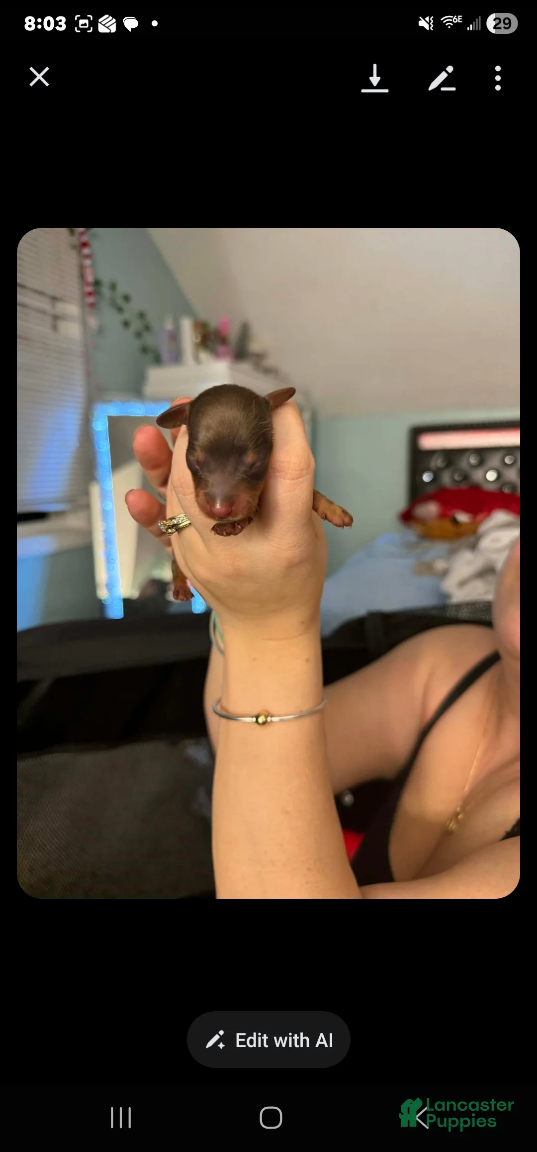 Dachshund dogs for sale: Dachshund Puppy 4 - Ad 1