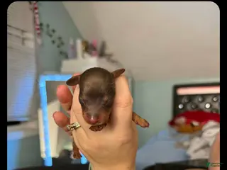 Dachshund dogs Dachshund Puppy 4 - Ad 35