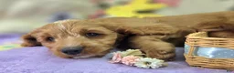 Cavapoo dogs for sale: Glacier - Ad 32