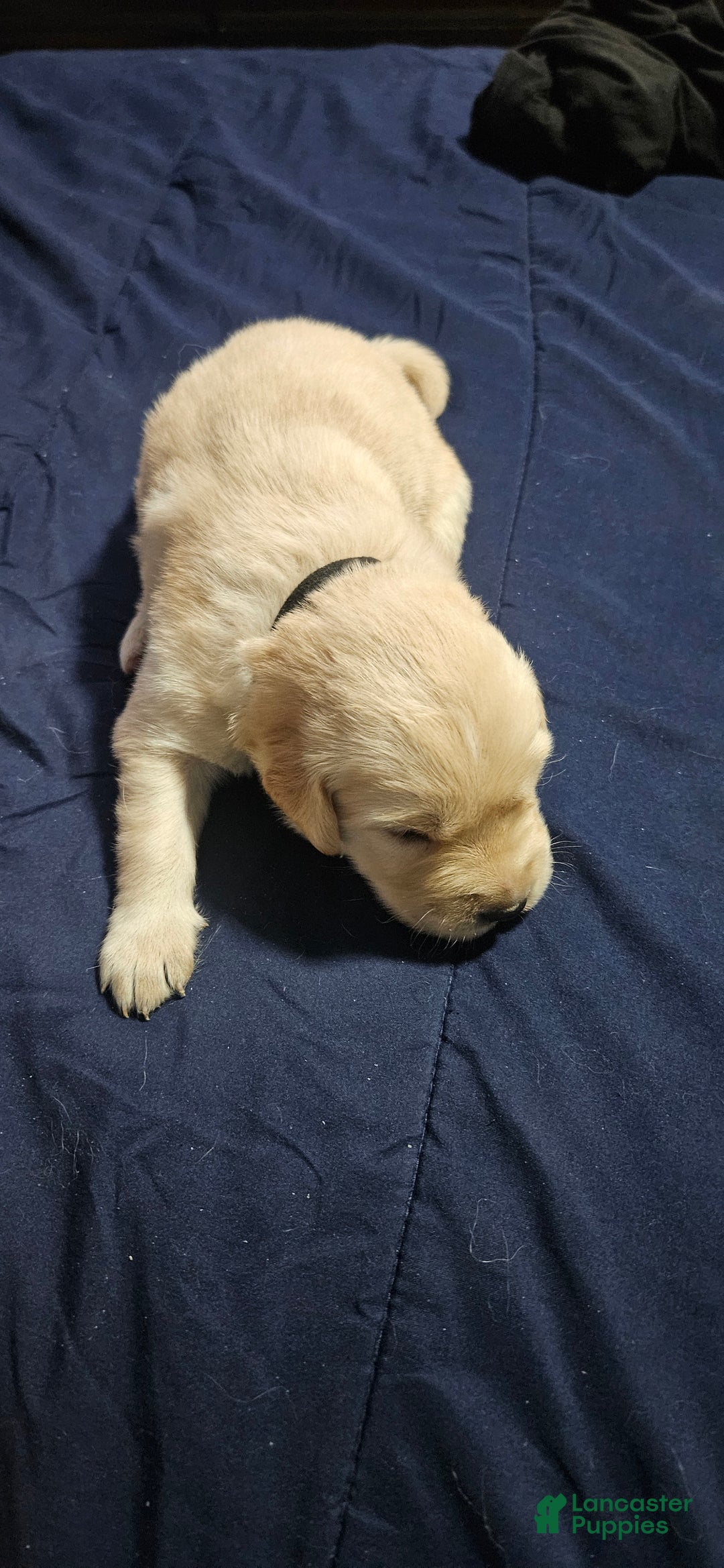 Golden Retriever dogs for sale: Black - Ad 4