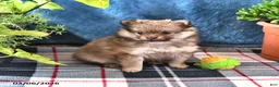 Pomeranian dogs for sale: Bingo - Ad 4