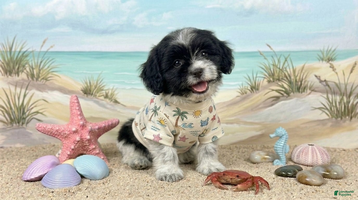 Maltipoo dogs PANDA - Ad 1