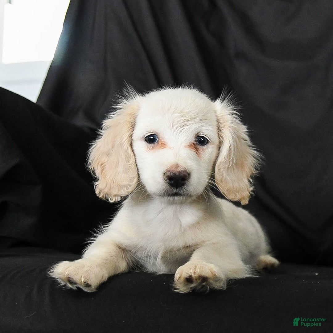 Miniature Dachshund dogs for sale: Waffles - Ad 4