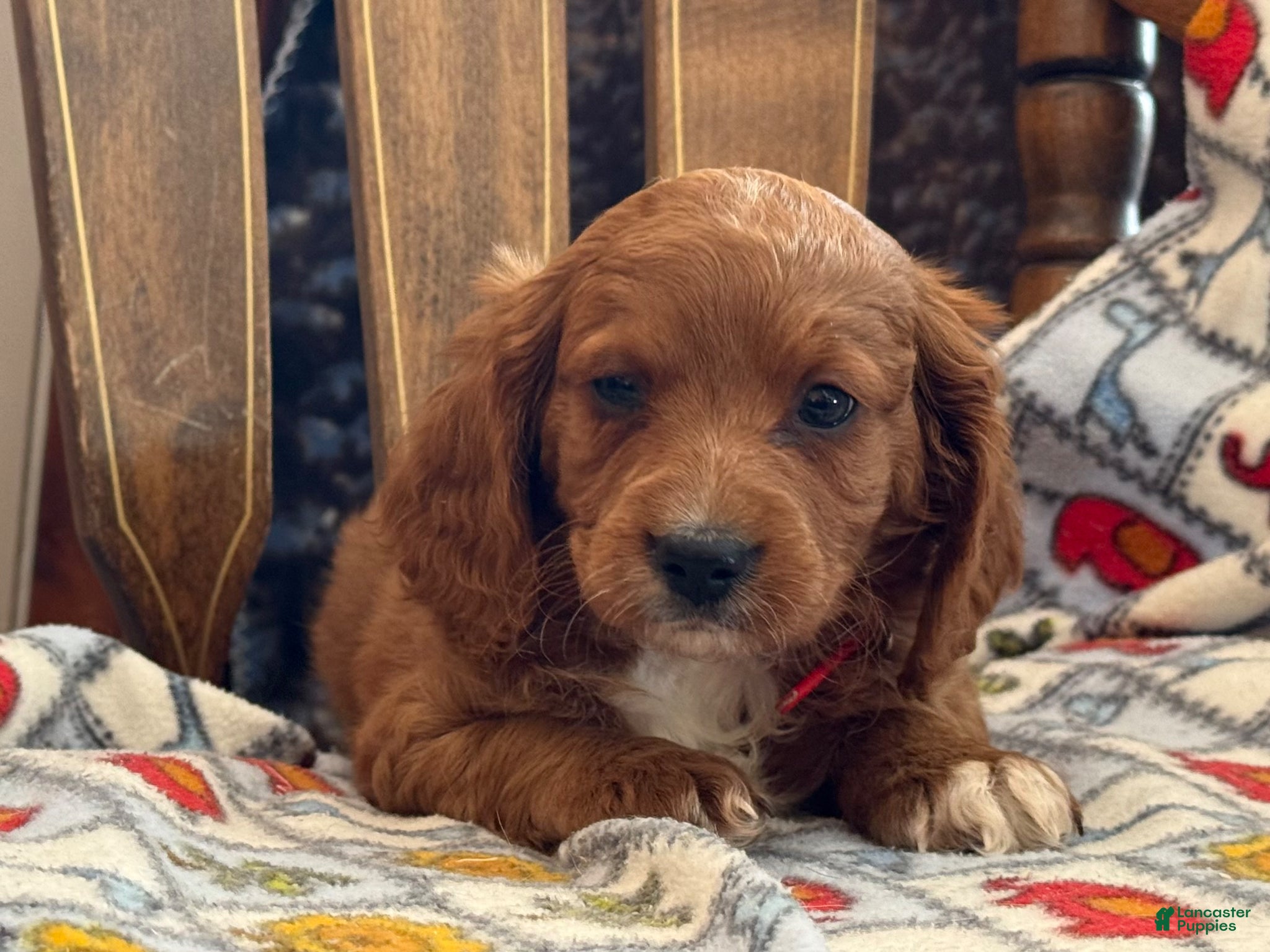 Cavapoo dogs Mason - Ad 2