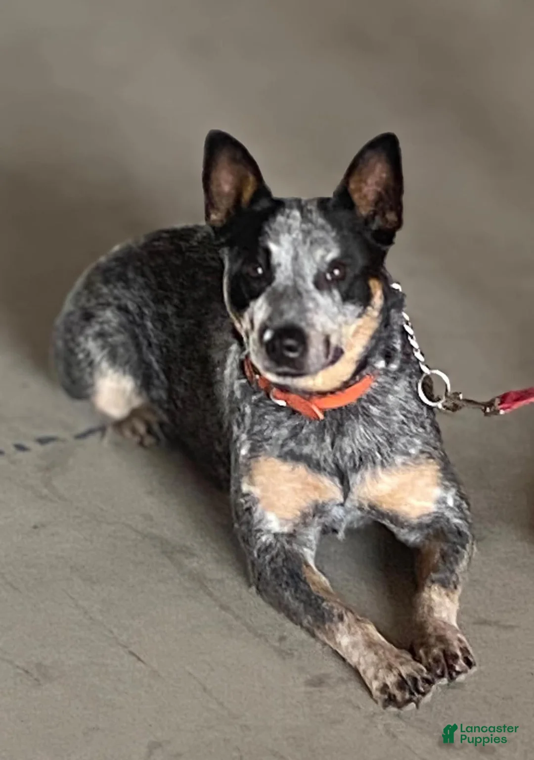 Australian Cattle Dog dogs for sale: Australian Cattle Dog 1 - Ad 2