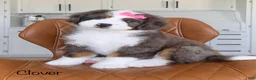 Bernedoodle dogs for sale: Clover - Ad 3